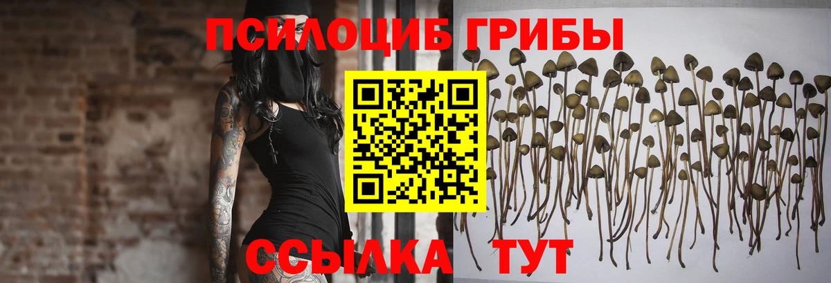 дарнет шоп  Железногорск  Галлюциногенные грибы прущие грибы 